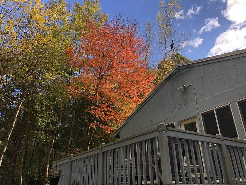 [ Fall color ]